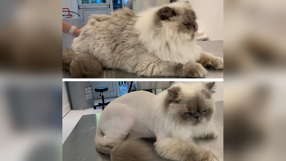 When Do You Groom a Cat: Essential Tips for Perfect Timing