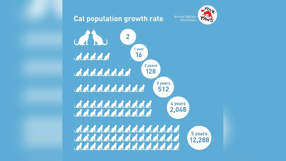 When is Cat Breeding Season Australia: Ultimate Guide Revealed