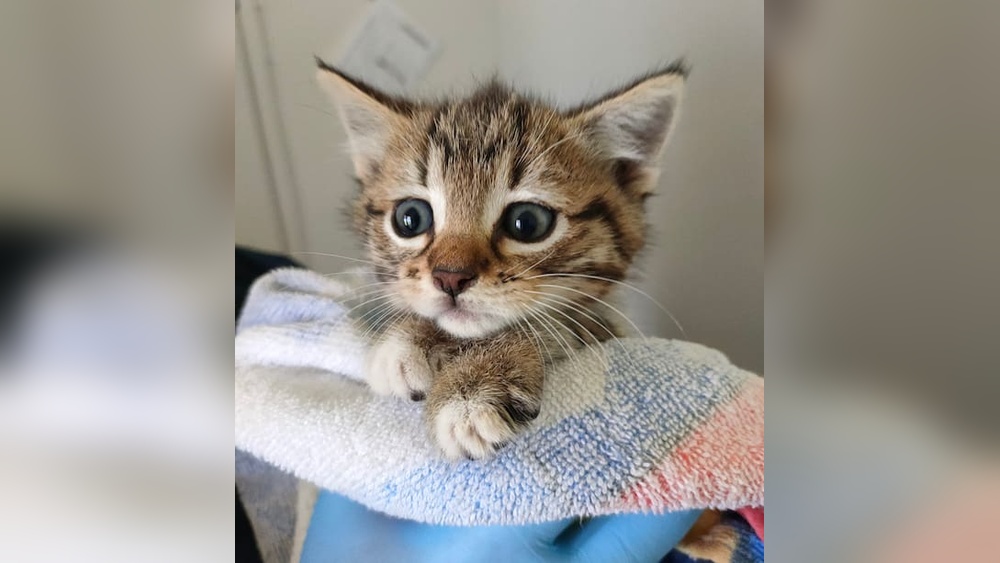 When is Cat Breeding Season Nz: Essential Guide for Pet Owners