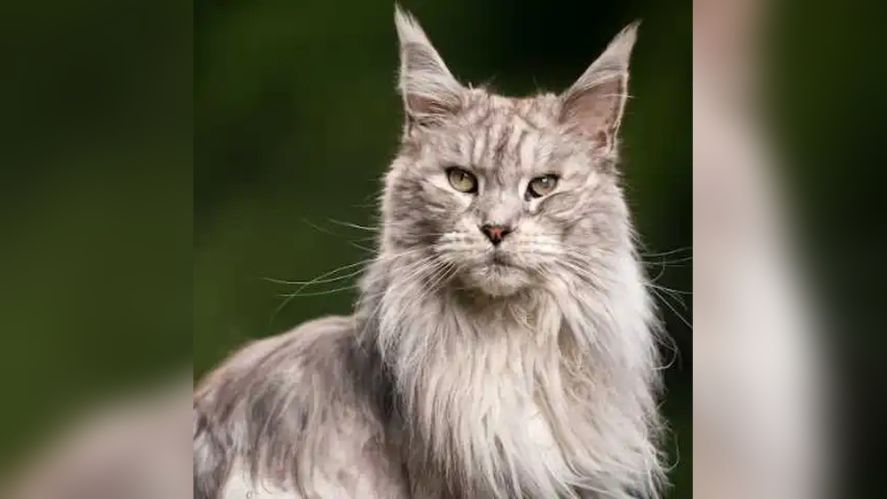 When were Maine Coon Cats Breeded: Discover Their Fascinating History