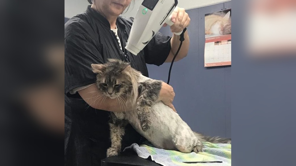 Where Can I Get My Cat Groomed in Cleveland Ohio: Top Spots Revealed