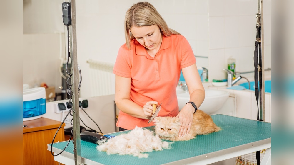 Where Can You Get a Job Doing Cat Grooming: Top Opportunities Revealed