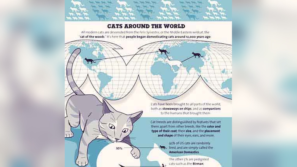 Where Did Cat Breeds Come From: Unveiling Origins & Mysteries