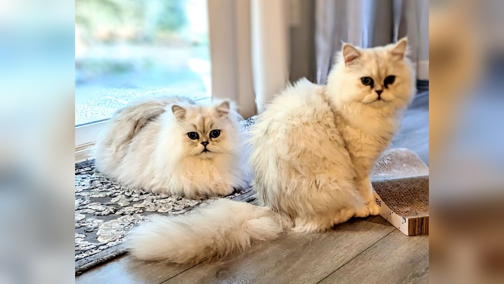 Where Get Persian Cat Groomed Bellingham Wa: Top Expert Tips