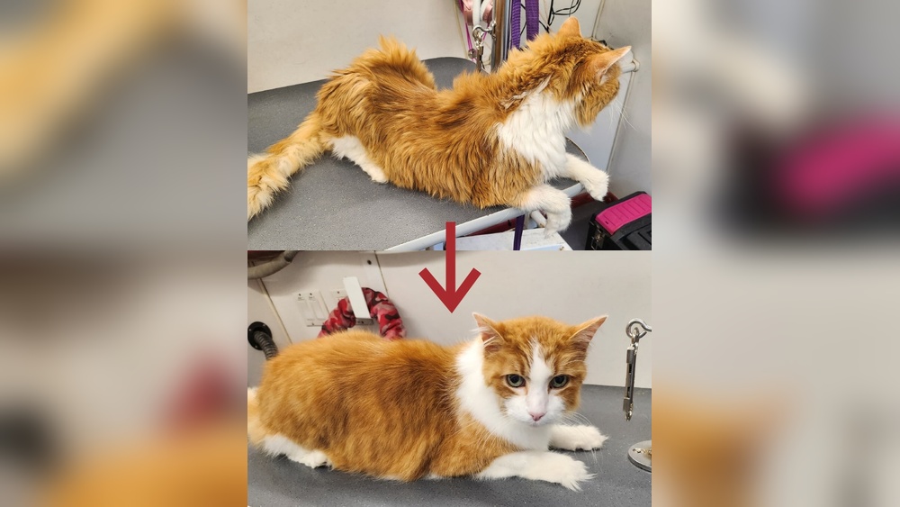 Where to Get a Cat Groomed near Me: Top Trusted Local Spots
