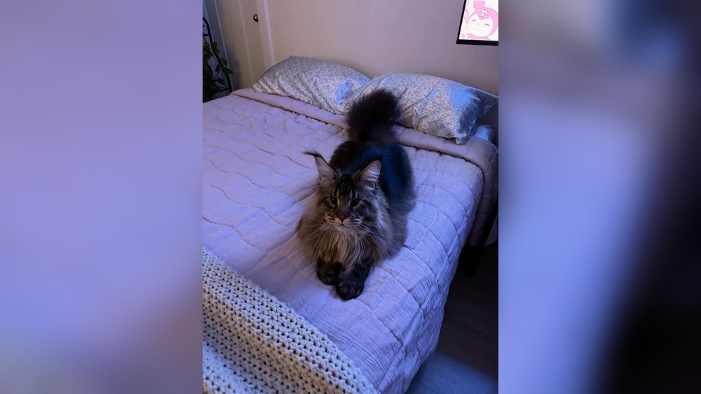 Where to Get My Cat Groomed Milwaukee: Top Trusted Spots