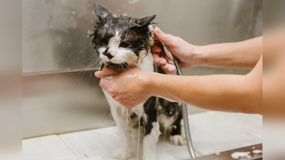 Where to Get My Cat Groomed: Top Trusted Grooming Spots Nearby