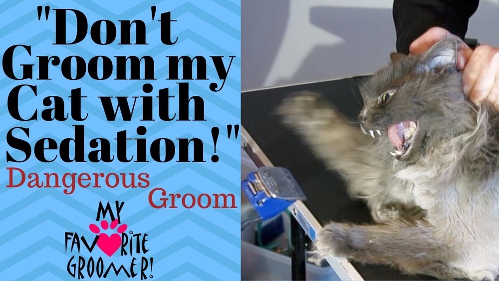 Where to Groom My Aggressive Cat: Safe Tips & Expert Advice