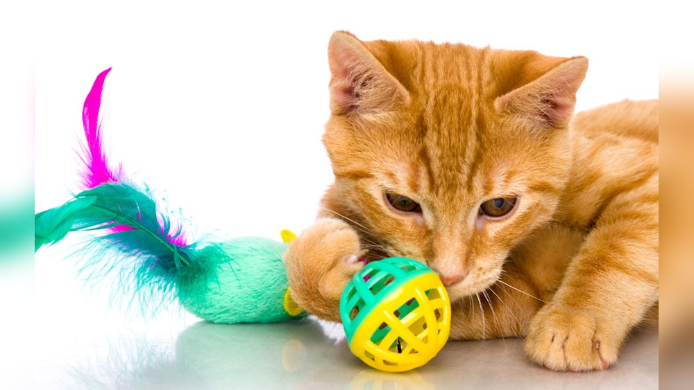 Where to Keep My Cats Toys: Smart Storage Ideas for Cat Owners