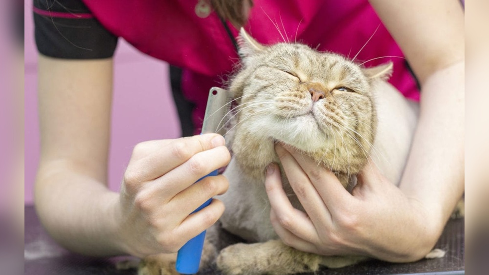 Where to Take a Cat to Get Groomed: Top Trusted Grooming Spots