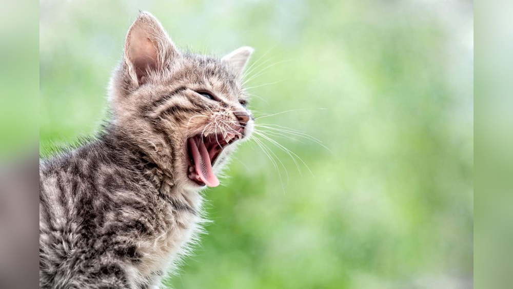 Which Breeds of Cat are Vocal And Playful: Top 7 Chatty Companions