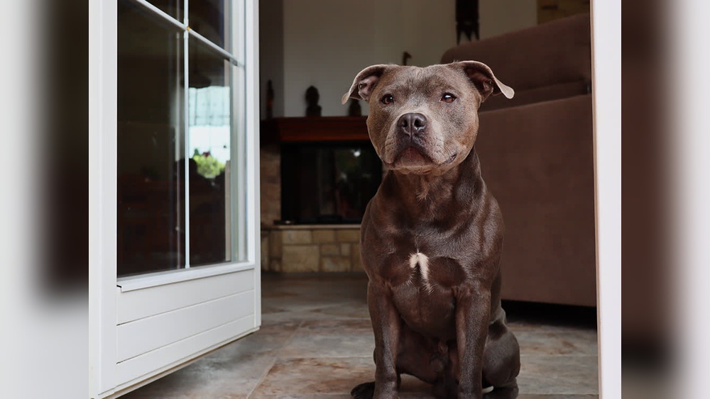 Which Breeds of Cats Arent Allowed in Apartments: Top Restrictions Revealed