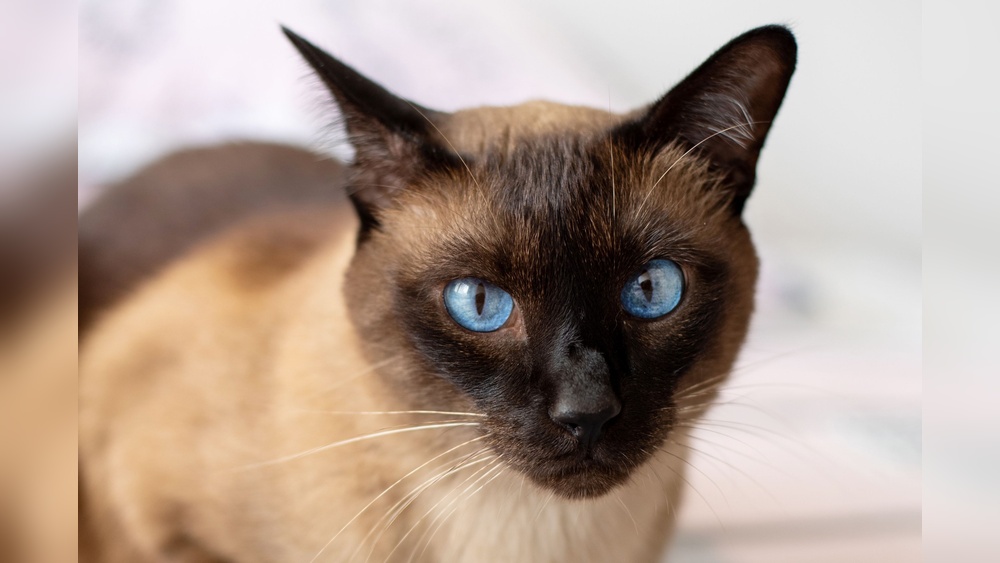 Which Breeds of Cats Have Blue Eyes: Stunning Blue-Eyed Feline Breeds