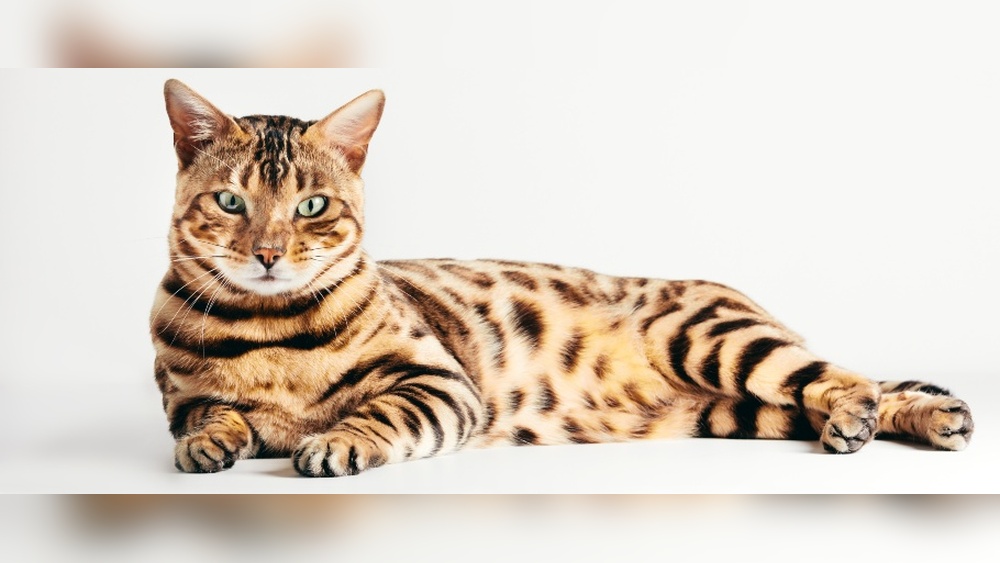 Which Cat Breed No Grooming: Top Low-Maintenance Cats Revealed