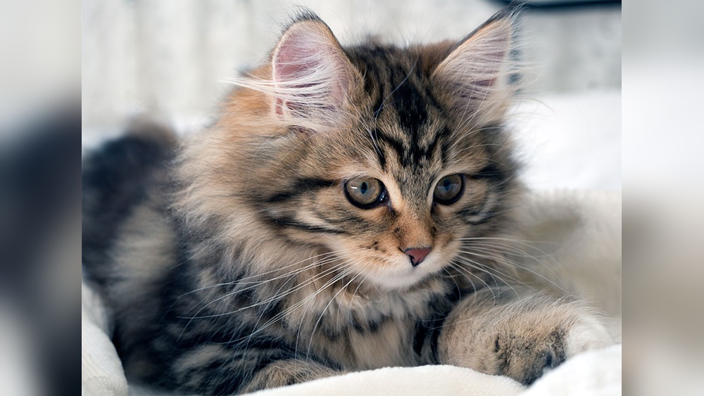 Which Cat Breeds are Best for Allergies: Top Hypoallergenic Picks