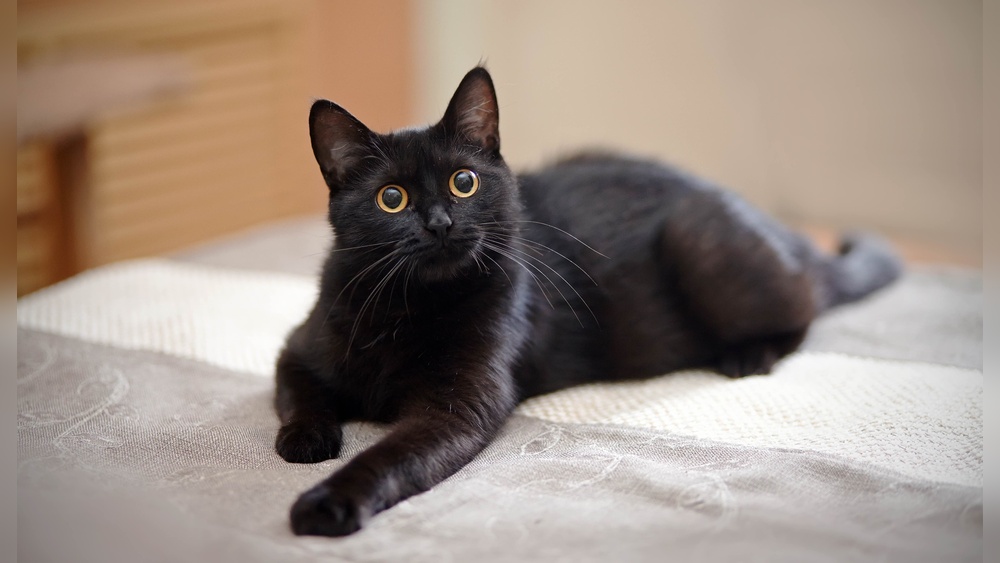 Which Cat Breeds are Black: Stunning Feline Beauties Revealed