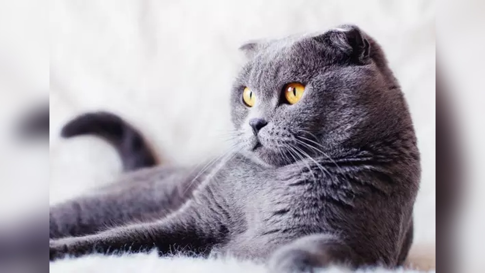 Which Cat Breeds are Indoor Cats: Top Cozy Companions Revealed
