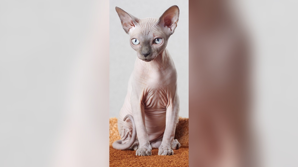 Which Cat Breeds are Naked: Discover the Top Hairless Cats Today