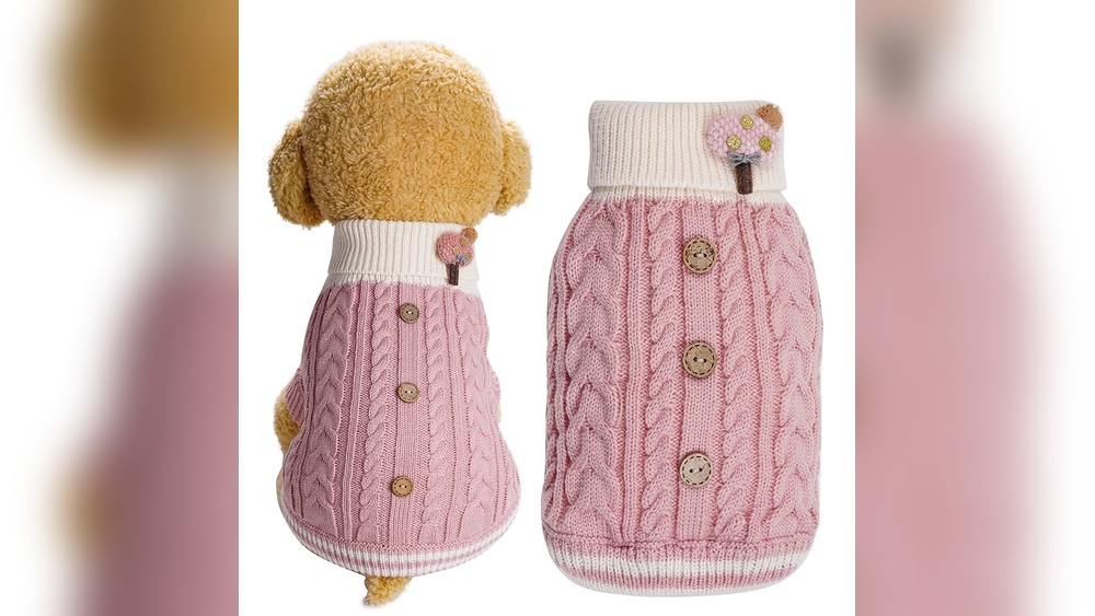 Which Cat Breeds are Not Jumpers: Discover Calm and Grounded Cats