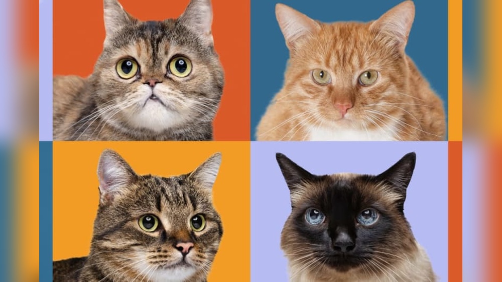 Which Cat Breeds are Ok Being Indoor Cats: Top 7 Perfect Pets