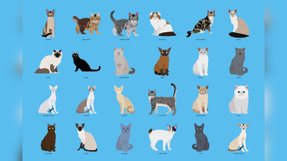 Which Cat Breeds are Playful Outgoing: Top Energetic Feline Picks