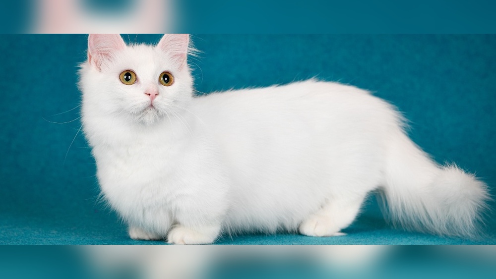 Which Cat Breeds are Smallest: Top Tiny Felines You&rsquo;ll Love