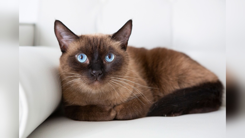 Which Cat Breeds are Smartest: Top 7 Genius Felines Ranked