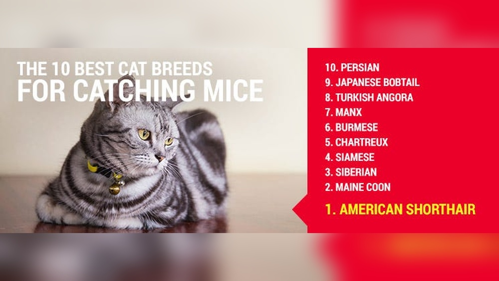 Which Cat Breeds are the Best Hunters: Top Fierce Feline Hunters Revealed
