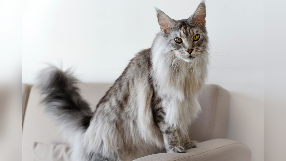 Which Cat Breeds are the Biggest in Size: Top Giant Cats Revealed