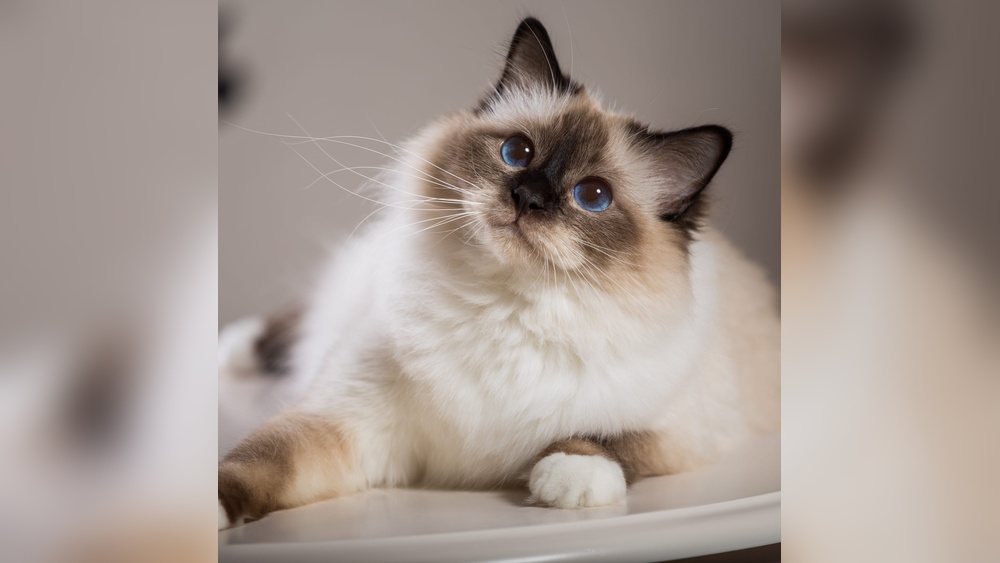 Which Cat Breeds are the Most Affectionate: Top Loving Felines Revealed