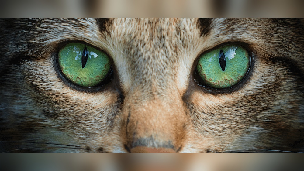 Which Cat Breeds Can Be Dichromatic: Discover Surprising Color Vision Facts