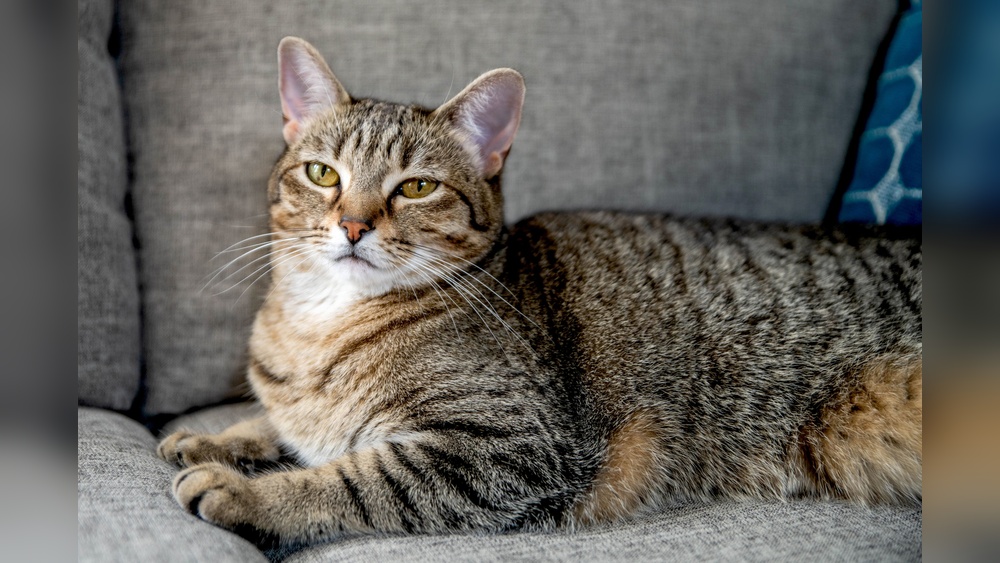 Which Cat Breeds Can Be Tabbies: Surprising Feline Facts Revealed