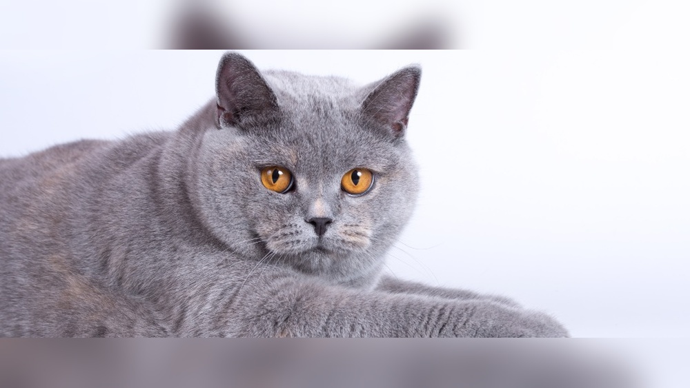 Which Cat Breeds Don T Shed: Top Low-Shedding Cats Revealed
