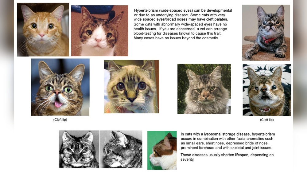 Which Cat Breeds Has Close Set Eyes: Top Unique Feline Features