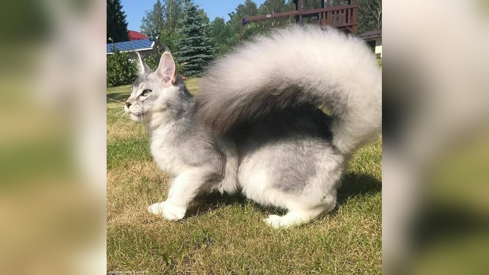 Which Cat Breeds Have a Squirrel Like Tail: Discover Unique Feline Tails