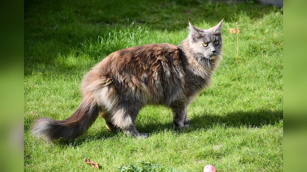 Which Cat Breeds Have Fluffy Tails: Top 7 Adorable Furry Favorites