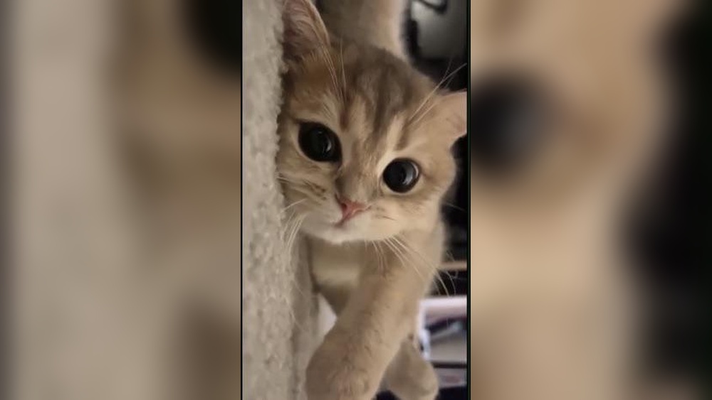 Which Cat Breeds Have Round Eyes: Top Adorable Feline Picks