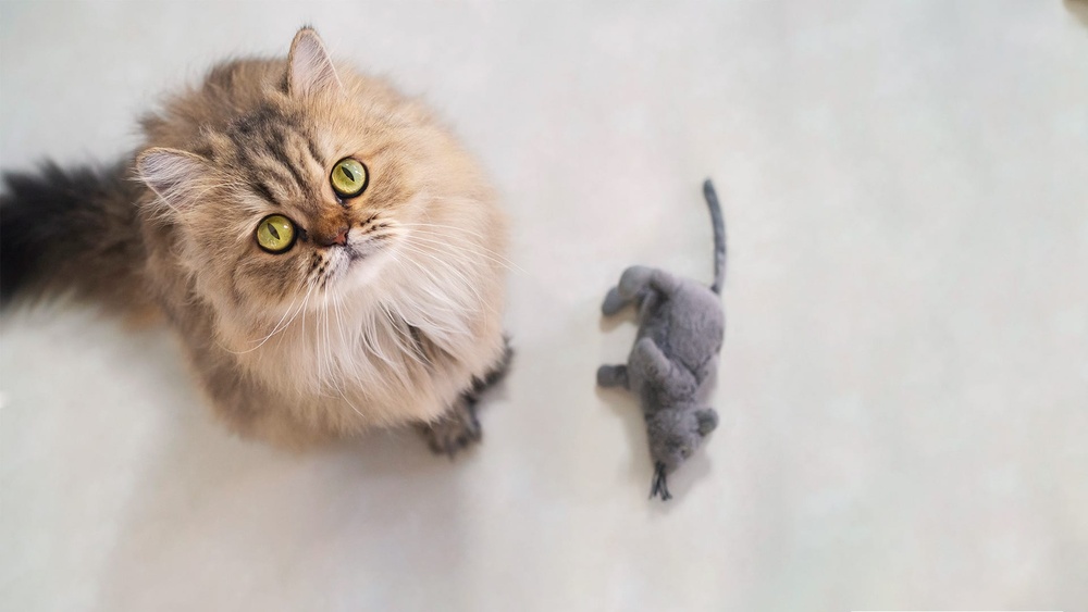 Which Cat Breeds Hunt Mice: Top Hunters Revealed!