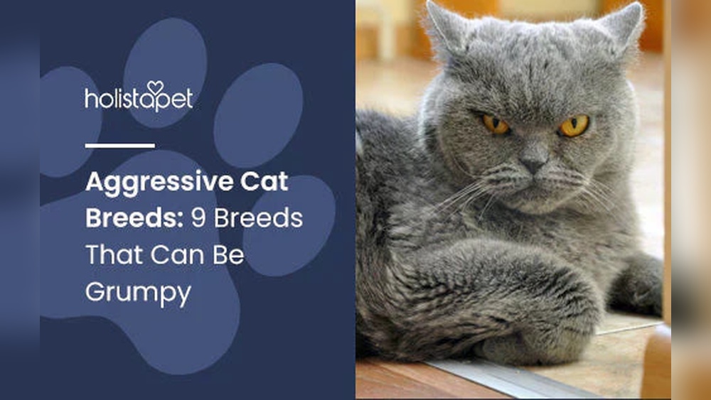 Which Cat Breeds Make the Most Noise: Top Vocal Feline Breeds Revealed