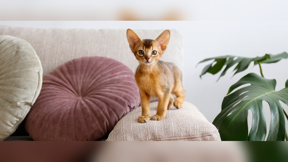Which Cat Breeds Stay Small: Top Tiny Cats You&rsquo;ll Love
