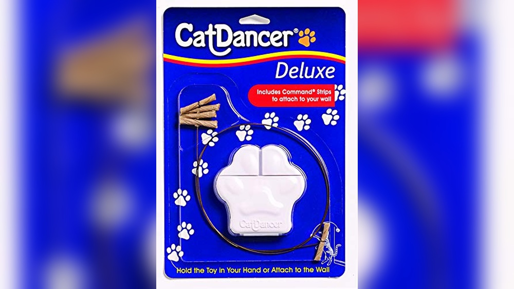 Which Cat Breeds That Are Best to Live Alone and Stay Entertained