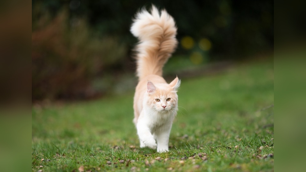Which Cat Breeds With Fluffy Tail: Top Fluffy-Tailed Cats Revealed