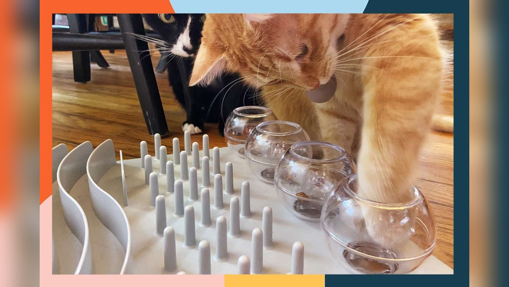 Which Cat Toys are the Best: Top Picks for Happy, Active Cats