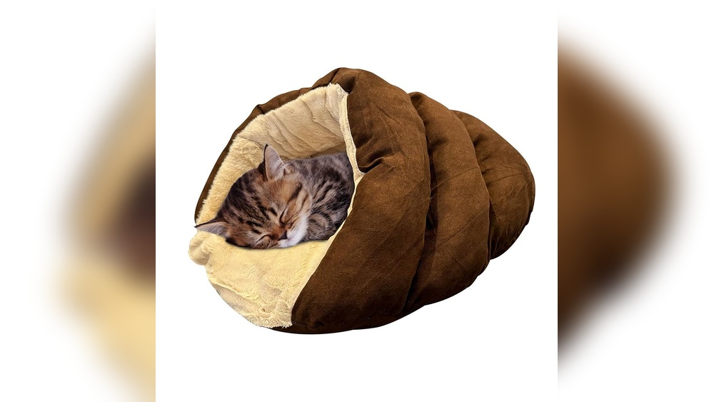 Which Dog Breeds Safest With Cats: Top Friendly Breeds Revealed