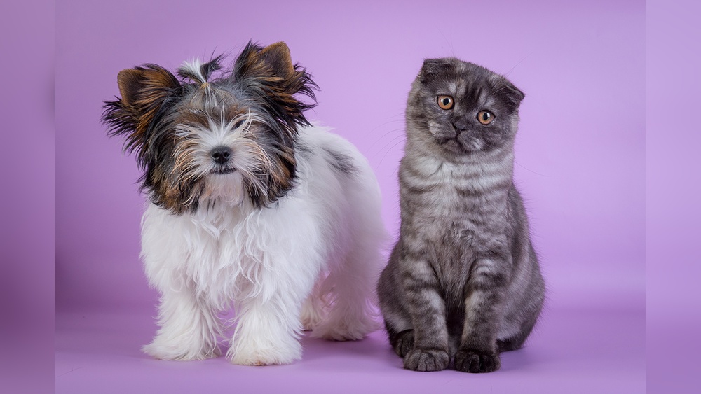 Which Has More Breeds Cats Or Dogs: Surprising Breed Count Revealed