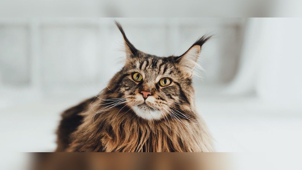 Which Large Cat Breeds Have Ear Tufts: Stunning Feline Facts