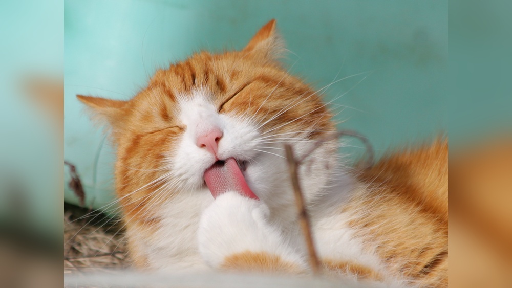 Which Other Animals Groom Like Cats: Surprising Grooming Habits Revealed