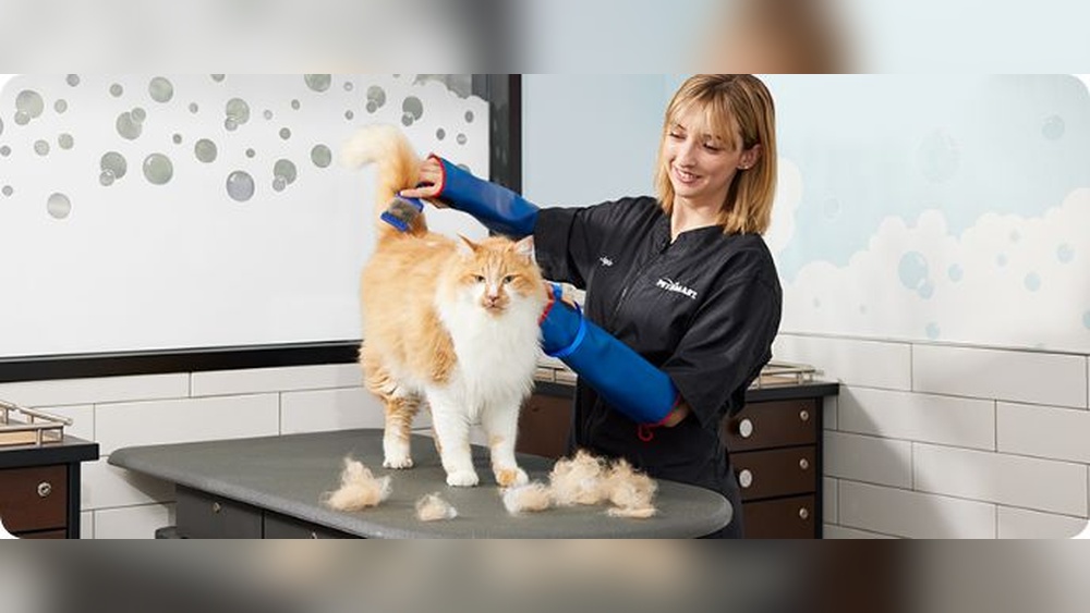 Which Petsmart Groom Cats: Top Tips for Perfect Feline Care