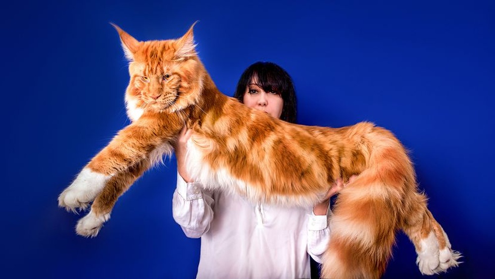 Who Breeds Largest Maine Coon Cats: Top Breeders Revealed