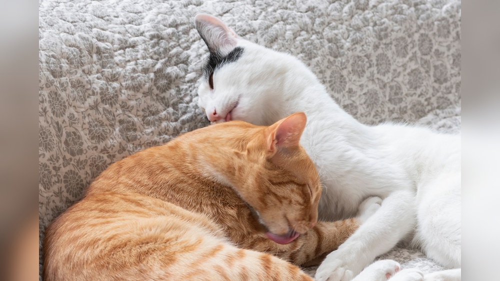 Who Do Cats Groom Each Other: Surprising Reasons Explained!